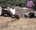 Ηράκλειο Κρήτης: Οι γύπες επέστρεψαν στο φυσικό τους περιβάλλον